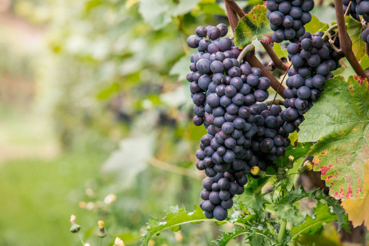 Vinum 55, pinot noir, wine tasting