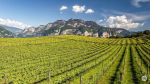 Vinum 55, trentodoc, sparkling wine, wine trends, buy wine, trentino alto adige