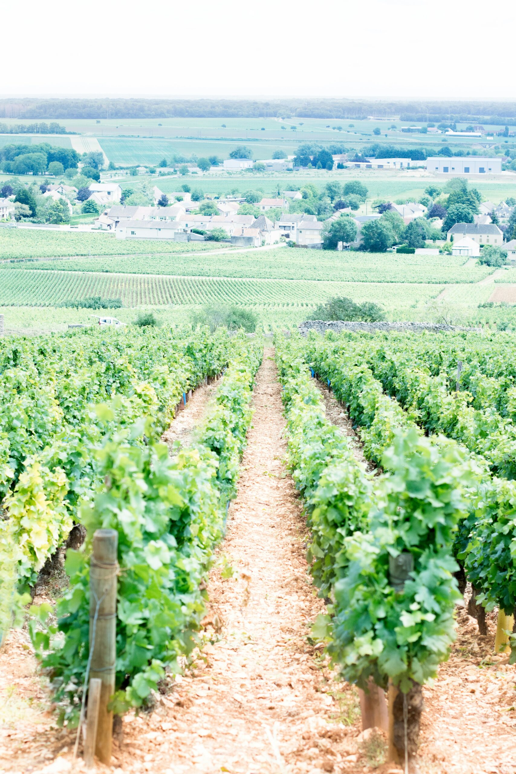 Vinum 55, BYOB, domestic wine, european wine, wine tasting