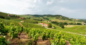 Vinum 55, vineyard, beaujolais
