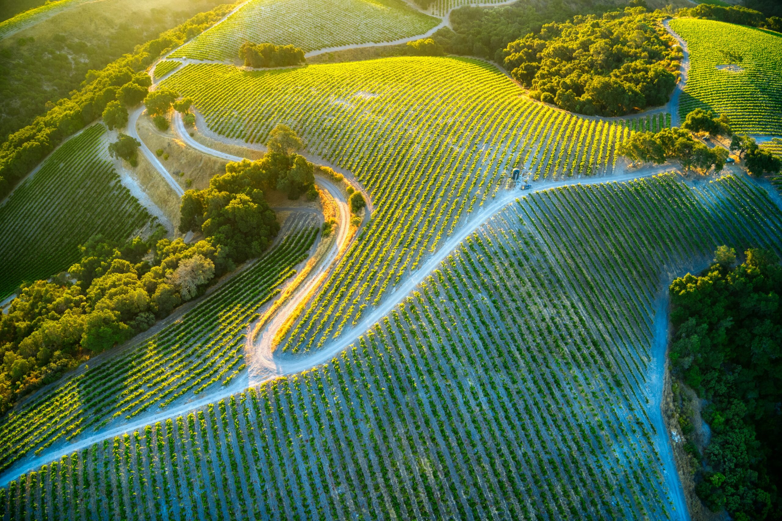 Vinum 55, wine tasting, copia vineyards
