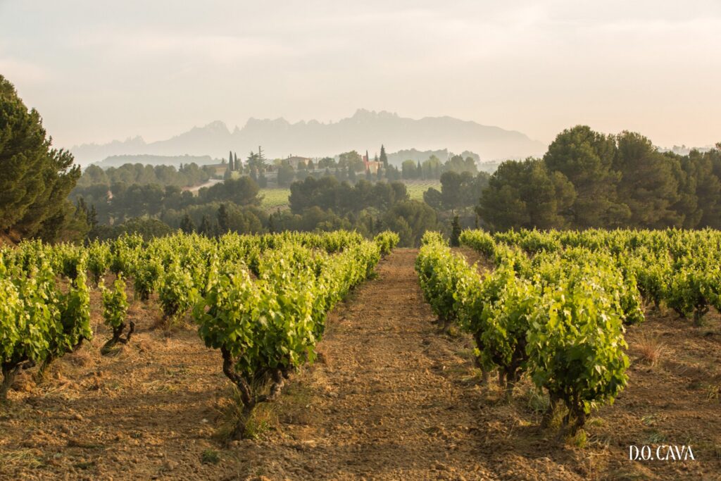 Vinum 55, D.O. Cava, spanish wine, vineyard in spain