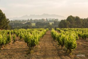 Vinum 55, D.O. Cava, spanish wine, vineyard in spain